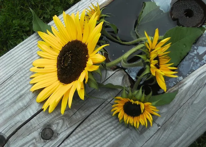 Hohe Tauern Lägenhet